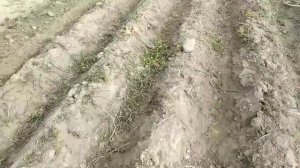испытания картофелекопалки КМ-1.