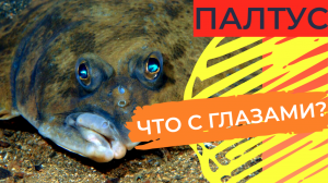 Палтус: Кого мы едим? Обычный человек примет эту рыбу за мутанта со съехавшими «погулять» глазами