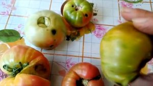 Как бороться с совкой и другими вредителями  ? Нужен совет !