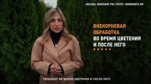 Подкормка растений бором. Когда необходимо проводить подкормку бором для увеличения урожая?