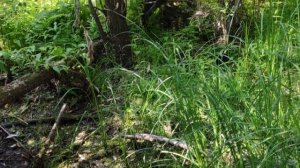 На реке Ояш. Болотнинский район.