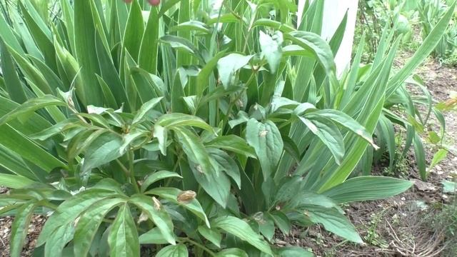 ПИОНЫ Перед Цветением - ЧЕМ КОРМИТЬ. Мои цветы. смотреть онлайн