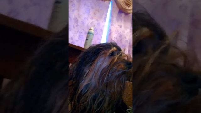 Корейца растреляли за НЛО собаки смотреть онлайн