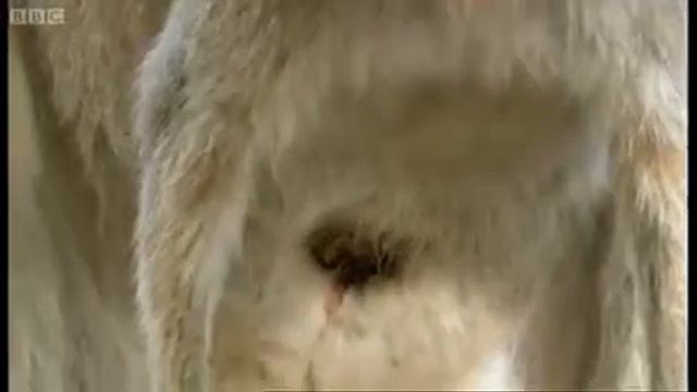 BBC Рождение кенгурят. Самые невероятные роды в мире! смотреть онлайн