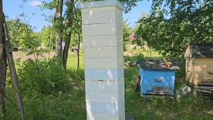 Пасека 18 июня. Текущие работы