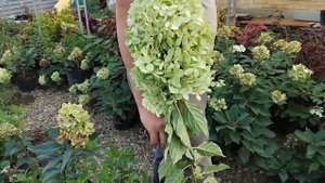 обзор метельчатых и крупнолистных гортензий в августе