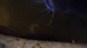 Африканский сом-есть ли выгода?