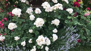 Роза Букет Парфе, мускусный гибрид от питомника Ленса & Rose Bouquet Parfait