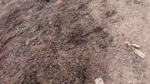 Морские водоросли в качестве мульчи на даче