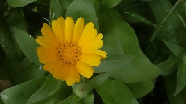 Календула смотреть онлайн