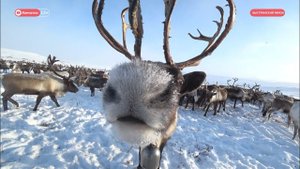 Возвращение легенды: Красная Яранга