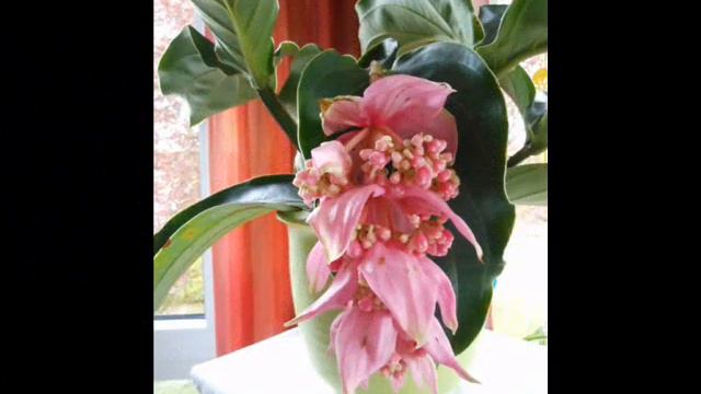 Medinilla Magnifica смотреть онлайн