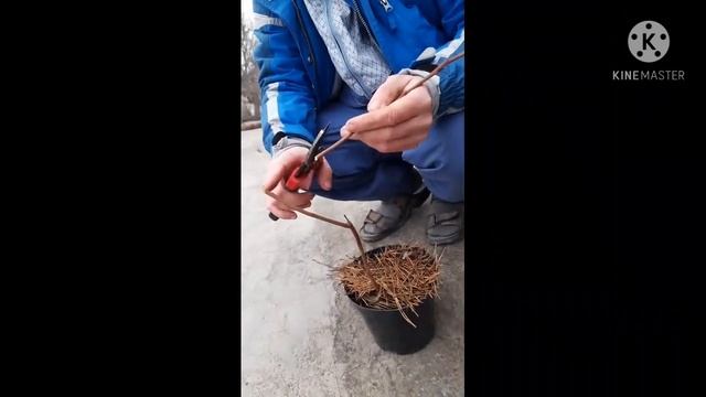 Эксперимент по укоренению голубики на подоконнике! Пробуем.