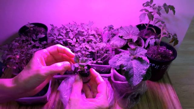 Фитолампа с ALiExpress и средство от белокрылки смотреть онлайн