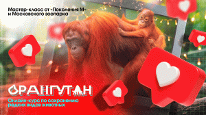 Орангутан. Онлайн-курс по сохранению редких видов животных