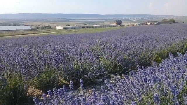 Крымская лаванда.