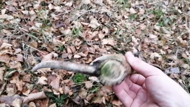 Нашел рог оленя, zrzuty jeleni 2021,Deerantlers2021.
