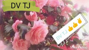 Эту песню ищут все __❤️__яблоко любви поёт девушка