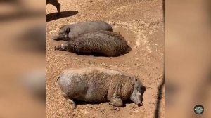 Как выглядят особые виды реально существующих диких кабанов