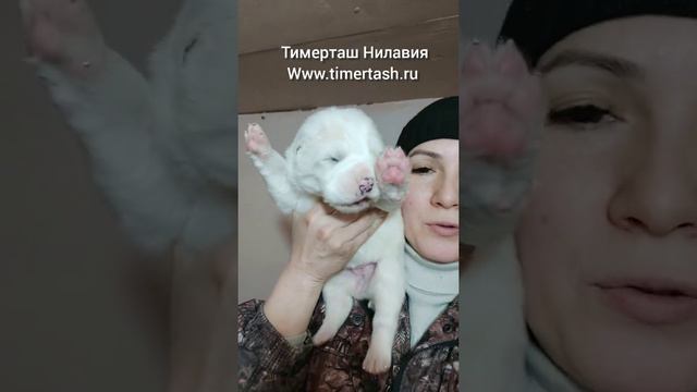 ТИМЕРТАШ НИЛАВИЯ от Авроры и Шика Доставка по всему миру щенок алабай +79048881825 viber whatsapp