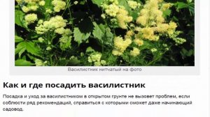 Василистник: Сорта и виды растения, посадка и уход за ним