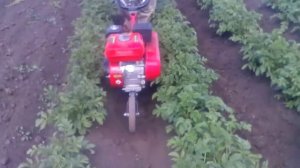 Прополка картофеля мотокультиватором