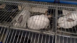 Окрол. Промышленная ферма кроликов. #окрол