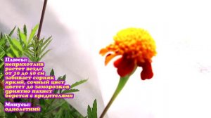 Цветы бархатцы в открытом грунте / Лечат и украшают наш сад