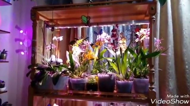 ПОСАДКА Мини Орхидей в горшки с автополивом