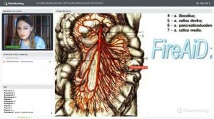 Кровоснабжение органов брюшной полости | Нормальная анатомия человека
