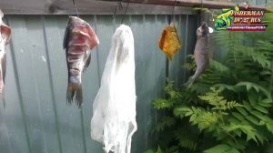 РЫБА И МУХИ. Проверяю пять самых популярных способов избавиться от мух при вялке рыбы, какой лучше
