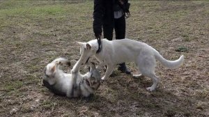 ТОП-5 ошибок недели. Выпуск 12.