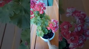 Пеларгония "Pink Rambler' описание сорта..