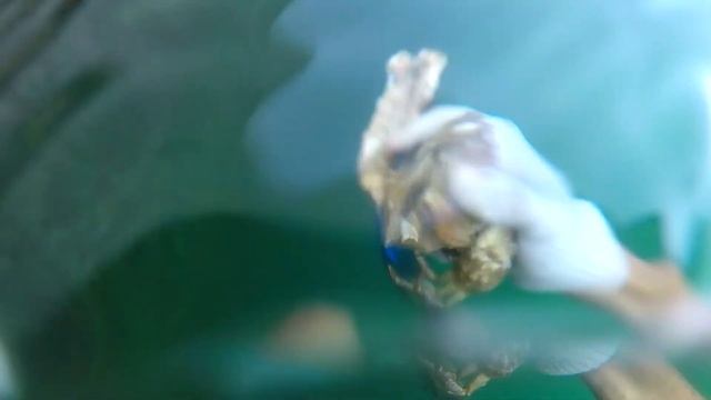 Черноморские устрицы и мидии - ловим и едим смотреть онлайн