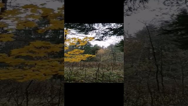 Жёлтый клён в лесу Подмосковья 24.10.2022