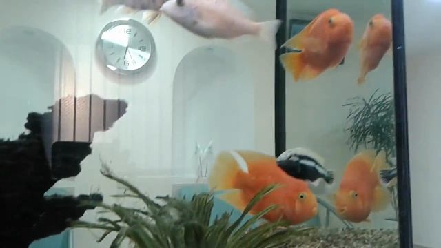 Золотые рыбки приносят счастье! смотреть онлайн