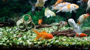 Карп Кои в аквариуме вместе с золотыми рыбками