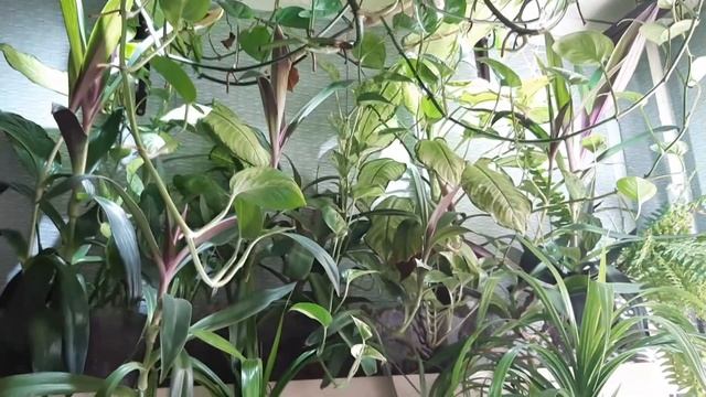 Фитофильтр. Обновление на 08.10.2019 смотреть онлайн