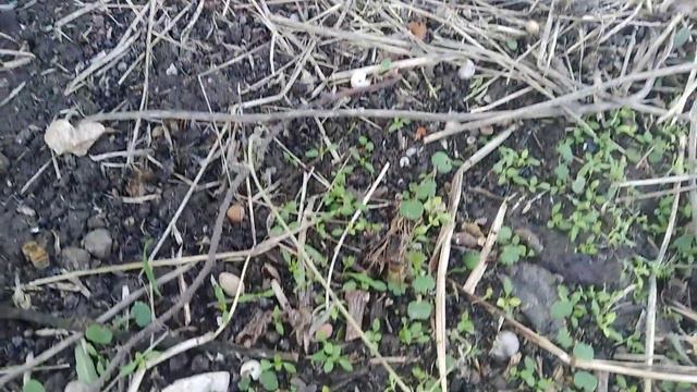 Наконец дождался безрасплодный период и провел самую важную обработку своих пчел в 2021-ом году. смотреть онлайн