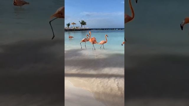 Favorite Friends / FLAMINGO ISLAND