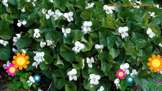Виола сестринская Альбифлора. Краткий обзор, описание характеристик Viola Albiflora Albiflora