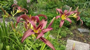 Лілейник Black Arrowhead (СПАЙДЕР). Daylily.