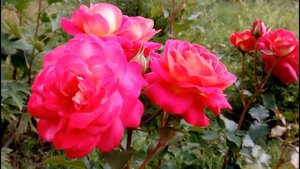 Роза Midsummer ,цветение в июле.