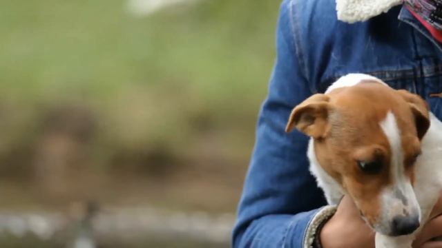 Такая Порода - Джек-Рассел Терьер смотреть онлайн