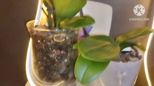 удивительное цветение фаленопсисов