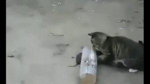 КОТ БОИТСЯ ПЫЛЕСОСА