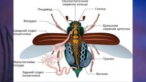"Класс Насекомые", Биология 7 класс, Сивоглазов