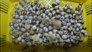 Как вылупляются перепела из яйца  в инкубаторе.