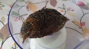 Порода Смокинговый перепел и гибриды. Соотношение веса яйца и веса перепелки. Все о корме "Богатей"