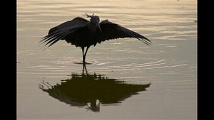 Чёрная цапля